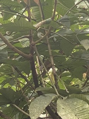 Picumnus olivaceus