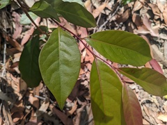 Glochidion ferdinandi