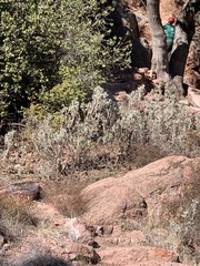 Eriodictyon tomentosum