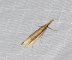 Donacaula albicostellus