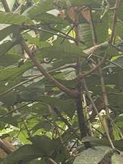 Picumnus olivaceus