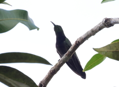 Anthracothorax aurulentus