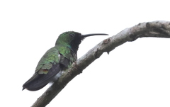 Anthracothorax aurulentus