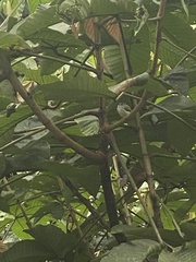 Picumnus olivaceus