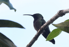 Anthracothorax aurulentus