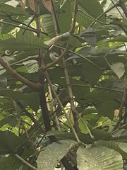 Picumnus olivaceus