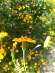 Tagetes