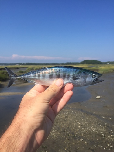 Photo of Atlantic bonito (Sarda sarda)