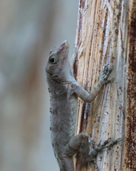 Anolis