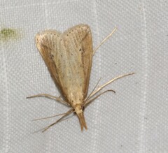 Donacaula longirostrallus