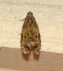 Olethreutes permundana