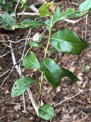Lyonia ferruginea