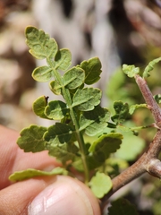 Bursera littoralis