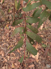 Acacia complanata