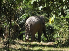 Elephas maximus indicus