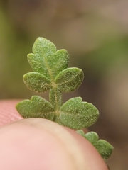 Bursera littoralis