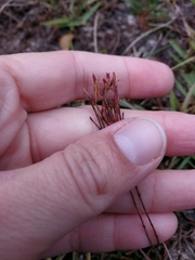 Hypericum gentianoides
