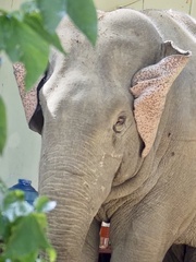 Elephas maximus indicus