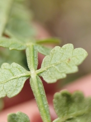 Bursera littoralis