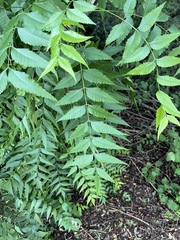 Koelreuteria bipinnata