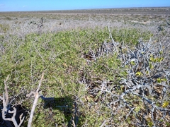 Bursera littoralis