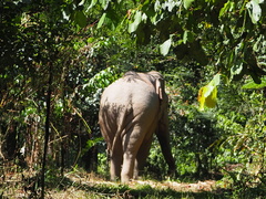 Elephas maximus indicus
