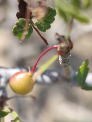 Bursera littoralis