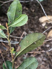 Lyonia ferruginea
