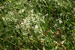 Lepidium latifolium
