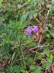 Verbena pulchella