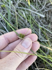 Carex inversa
