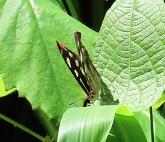 Catonephele nyctimus