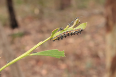Jalmenus evagoras