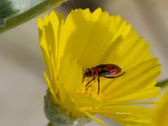 Lygaeus kalmii