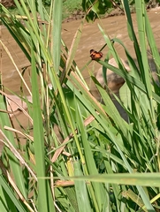 Chlosyne lacinia