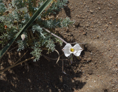 Hypecoum lactiflorum