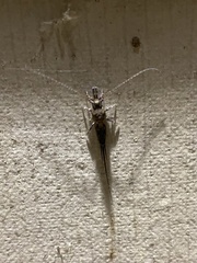 Archaeognatha