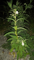 Sesamum indicum