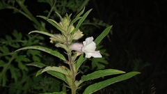 Sesamum indicum
