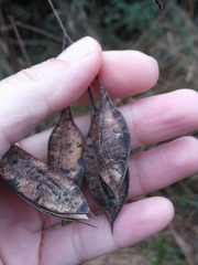 Sesbania vesicaria