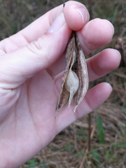 Sesbania vesicaria