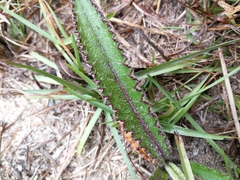 Cirsium horridulum
