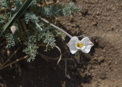 Hypecoum lactiflorum