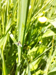 Toxomerus vertebratus