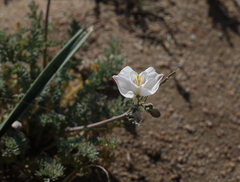 Hypecoum lactiflorum