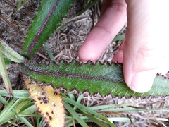 Cirsium horridulum