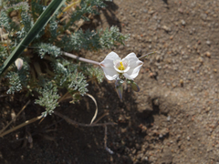 Hypecoum lactiflorum