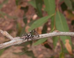 Sandalodes bipenicillatus