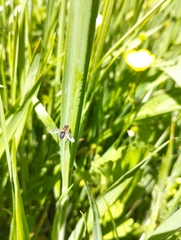 Toxomerus vertebratus