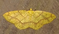 Periclina apricaria